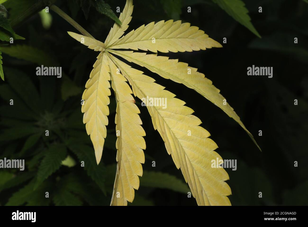 Summer 2020 Legal Marijuana grows in backyards of Canadians.  Macro of plant growing, Photo credit Luke Durda Stock Photo