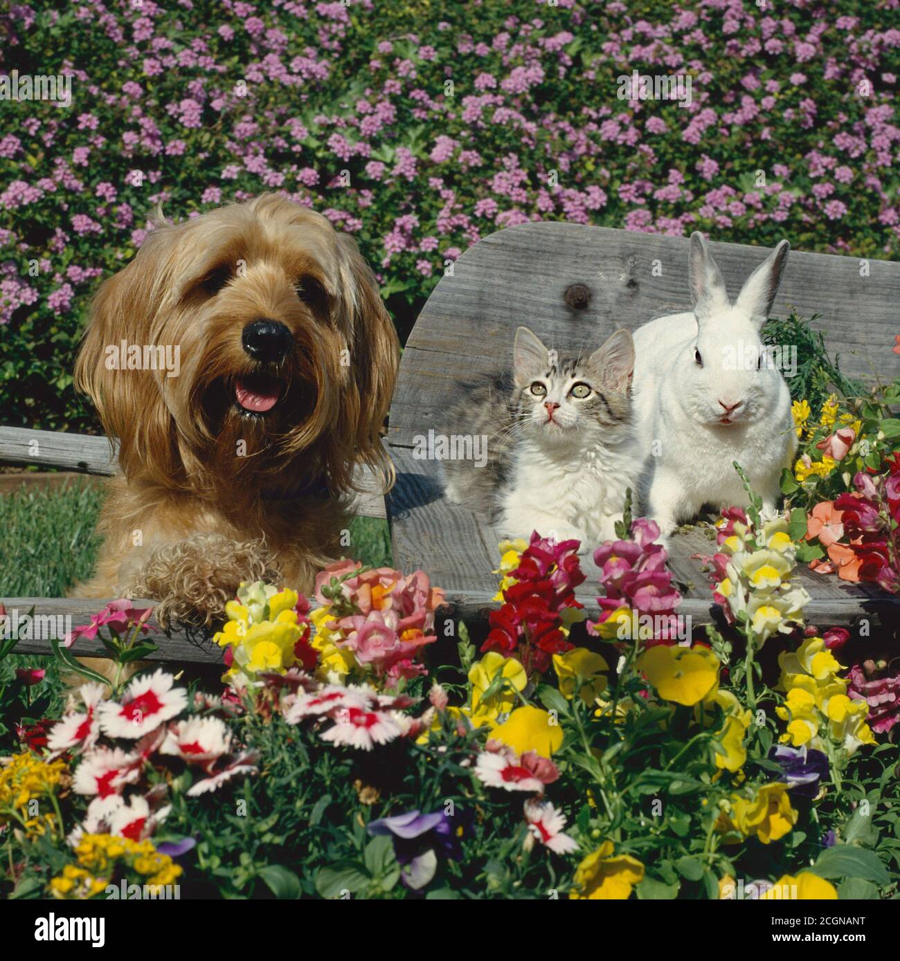 A shaggy dog with a kitten and bunny rabbit on a wooden wheelbarrow in ...