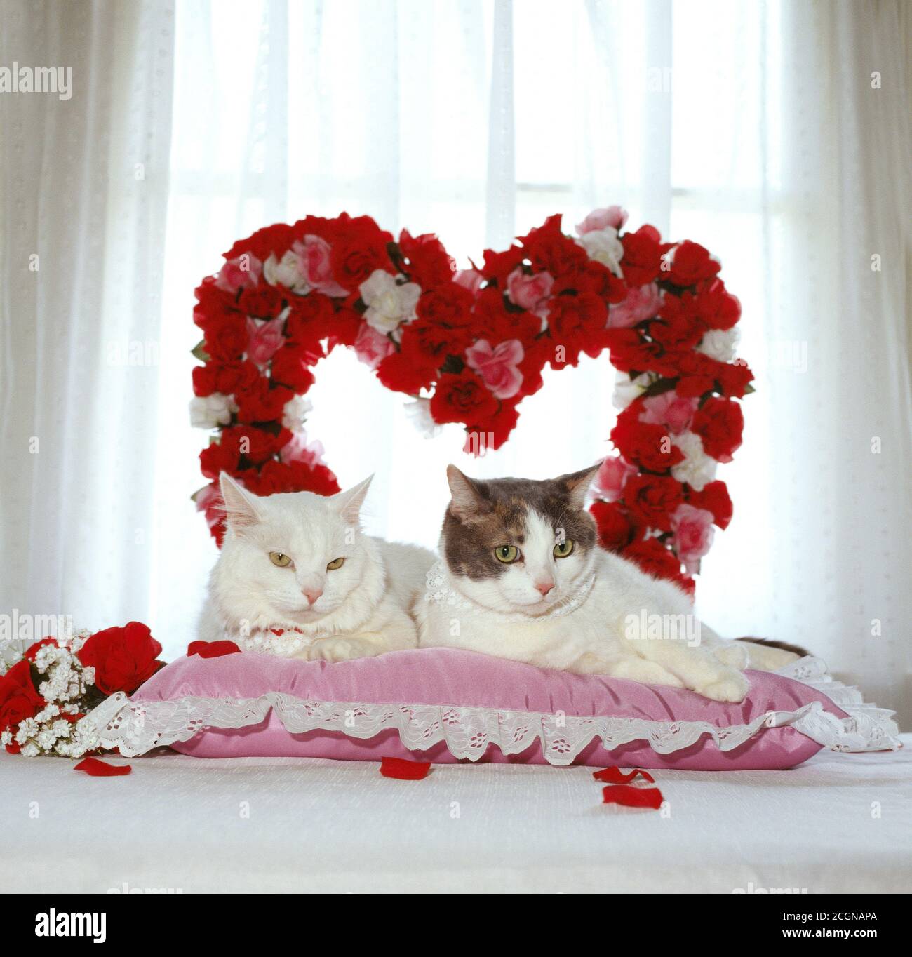 Two loving white cats lay on a pink pillow in front of a big red heart made  of flowers for valentines day Stock Photo - Alamy