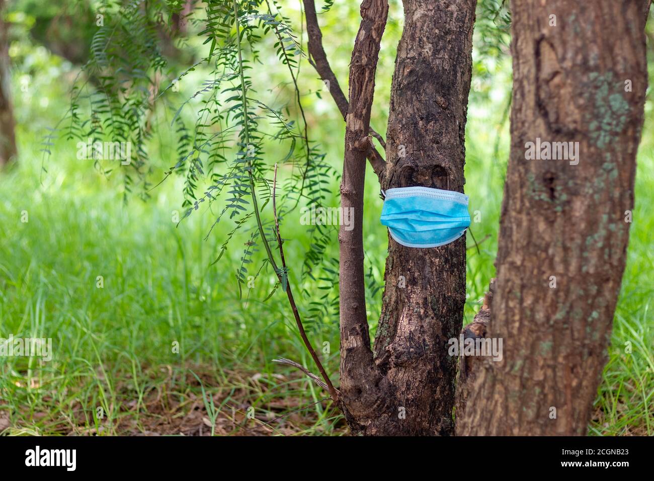 Tree in the middle of the forest wearing face masks as irony of the new normal. Coronavirus Stock Photo