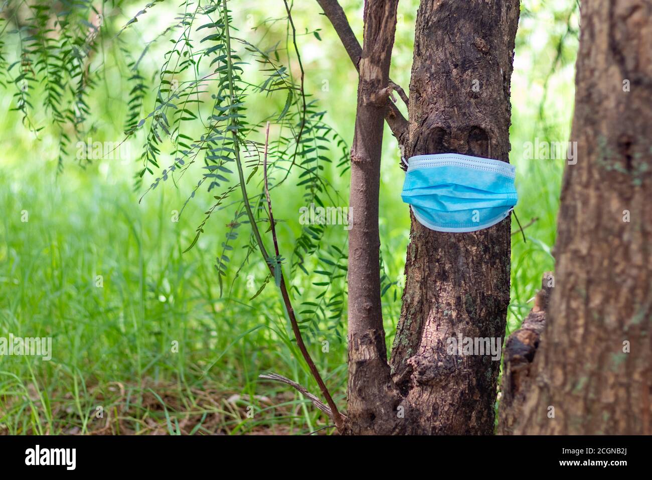 Tree in the middle of the forest wearing face masks as irony of the new normal. Coronavirus Stock Photo