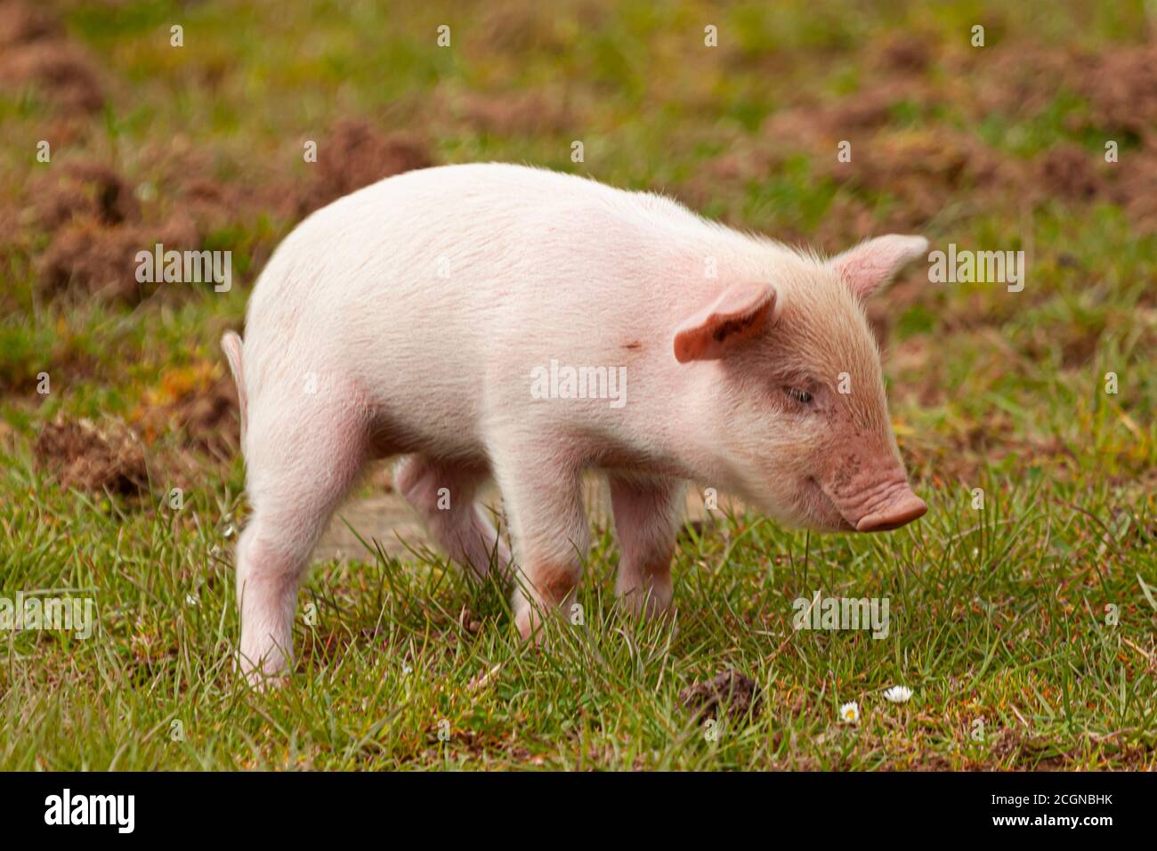 Spotted pink pig munching on grass Royalty Free Vector Image