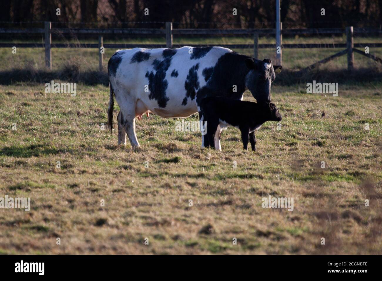A picture of traditional old style animal farming, where a mother cow and a calf is grazing freely at a pasture surrounded by wooden fences. mother ki Stock Photo
