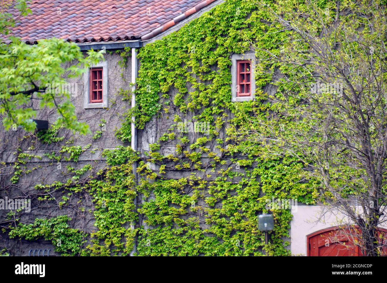 Green, emerald and lime colored climbing vine, growing upon grey slated and red-clay terracotta tiled roof building in the West Coast of America, USA. Stock Photo