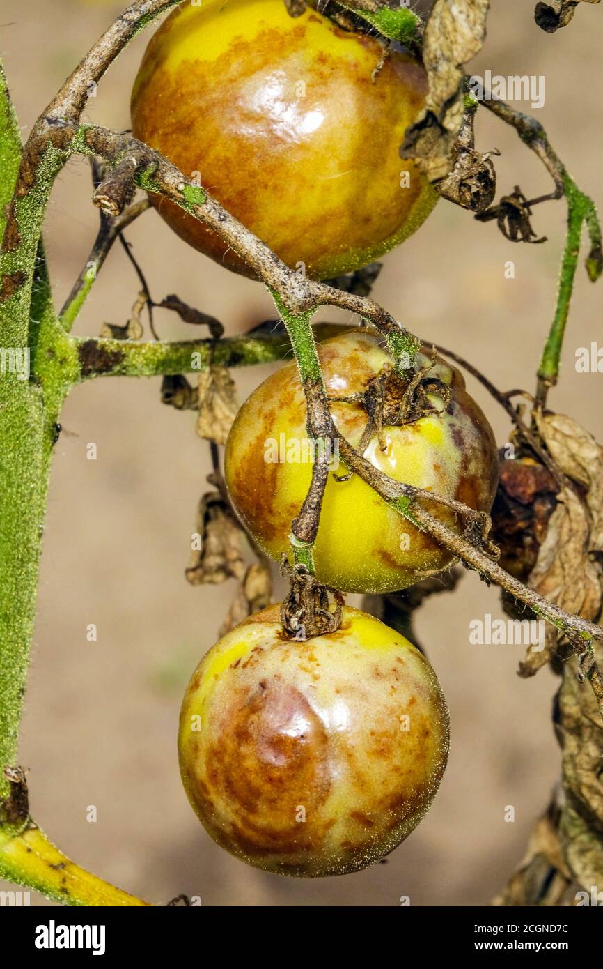 Tomato disease is known as late blight or potato blight. Unripe tomatoes infected with blight Phytophthora infestans mildew, brown shots on fruit Stock Photo