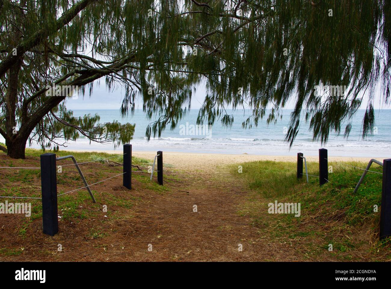 Casuarinas guard entrance to Woodgate Beach Queensland Stock Photo Alamy