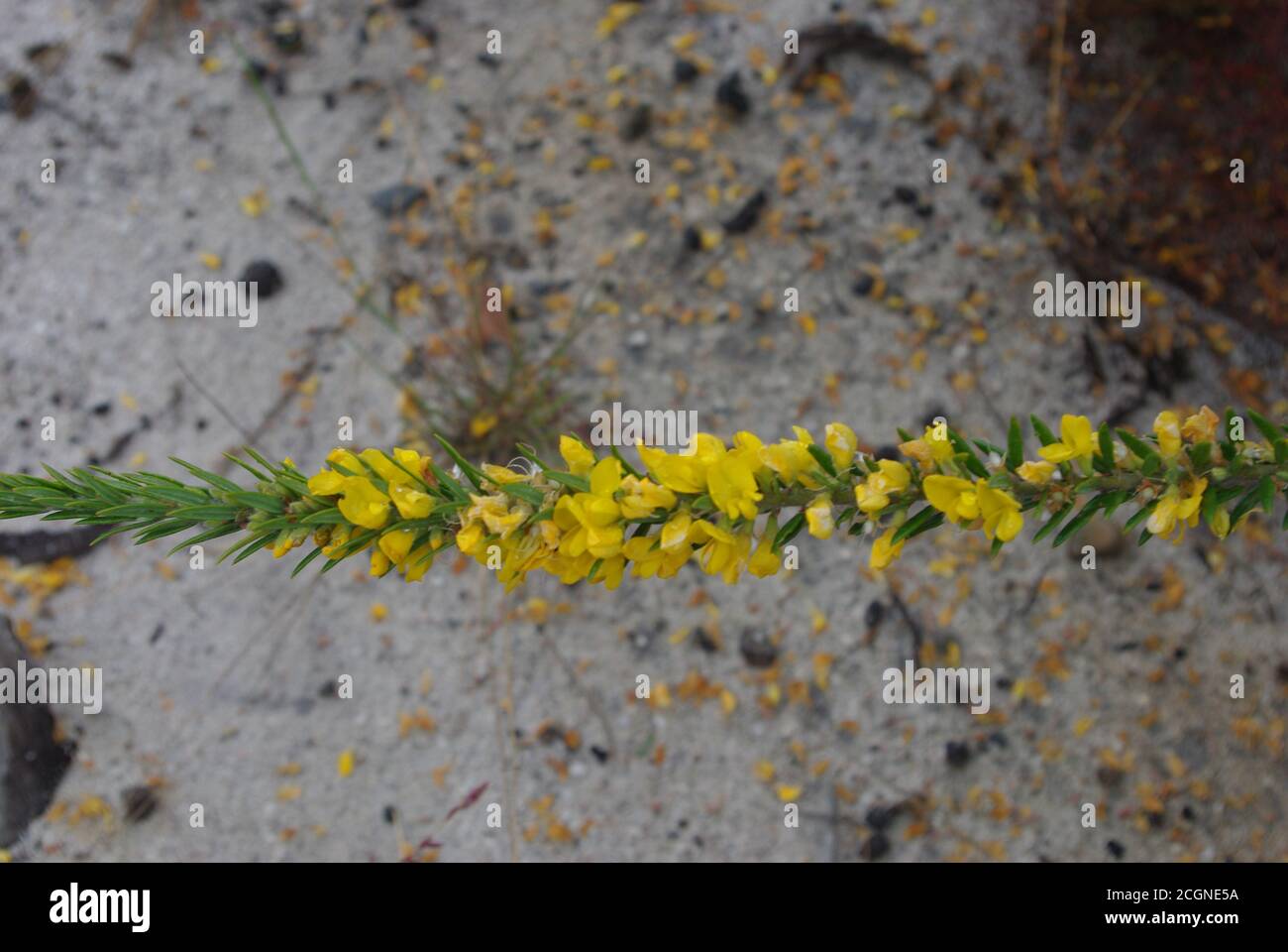 Woolly Aotus (Aotus lanigera) Woodgate Beach Queensland Stock Photo
