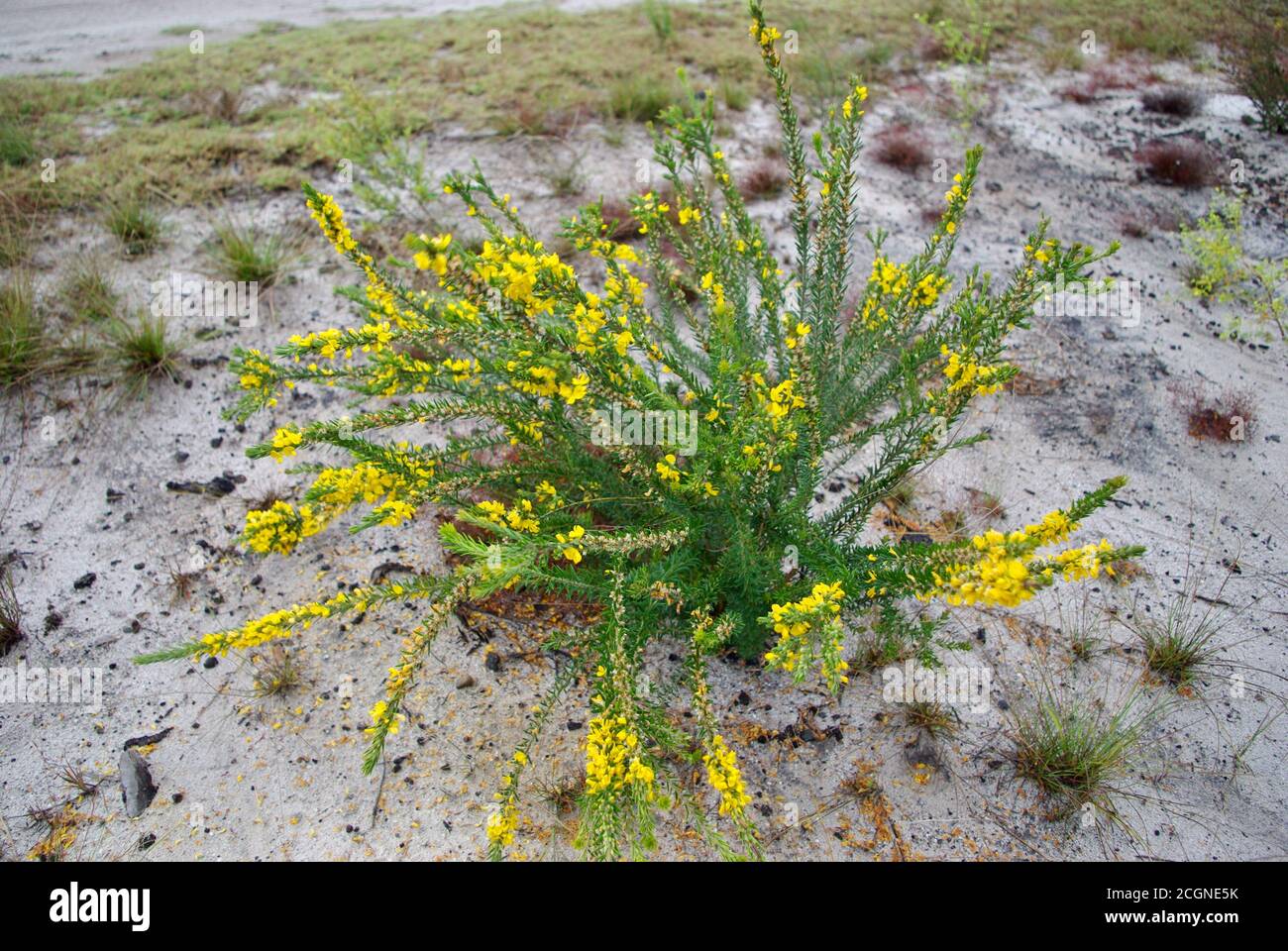 Woolly Aotus (Aotus lanigera) Woodgate Beach Queensland Stock Photo