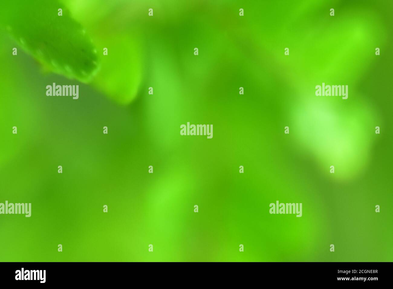 Bokeh green nature, Subtle background in abstract style for graphic ...