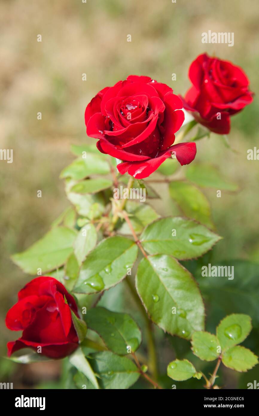 Bloomed red rose in hi-res stock photography and images - Alamy