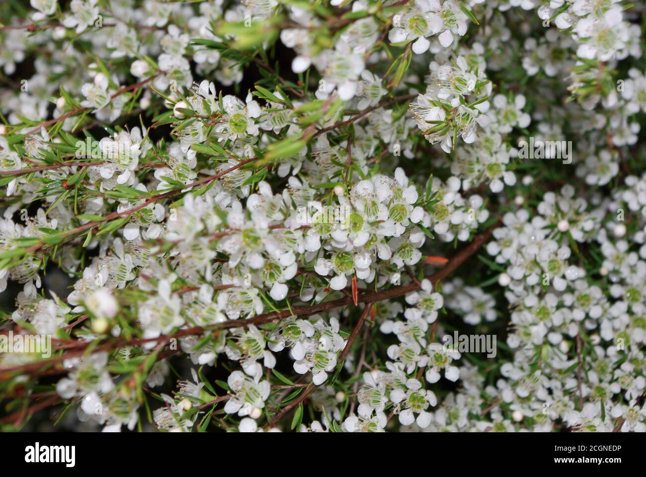Wild May (Leptospermum polygalifolium) Woodgate Beach Queensland Stock Photo