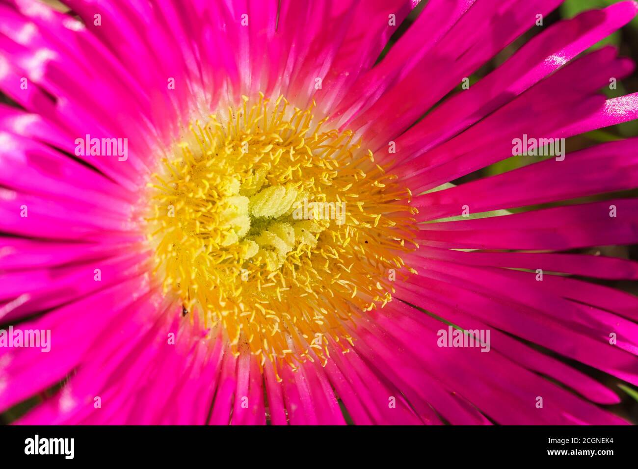 Mesembryanthemum or Vygie flower, closeup or macro of the interior, which is indigenous to the Western Cape of South Africa during Spring Stock Photo
