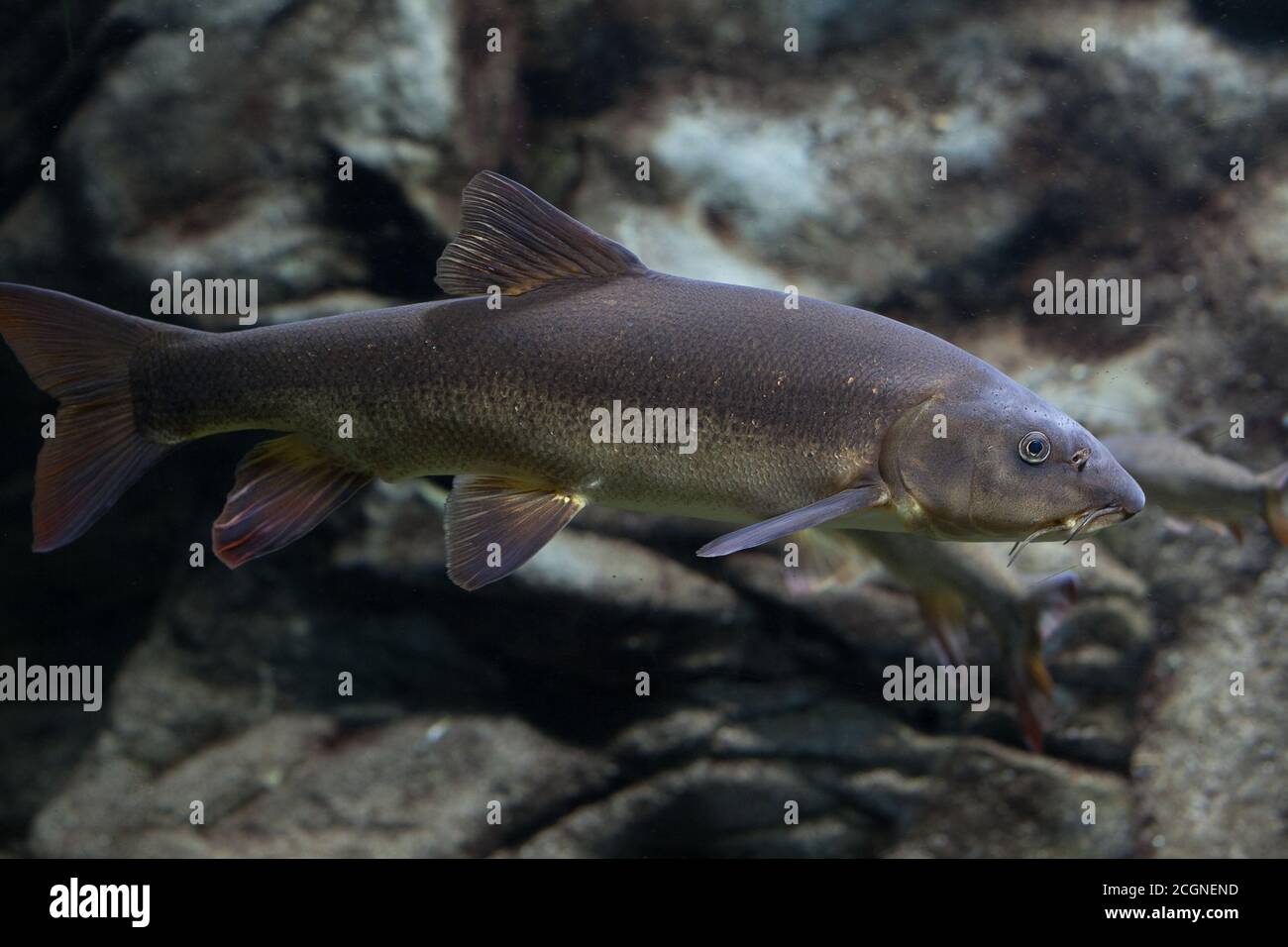 Closeup of catfish swimming with selective focus Stock Photo