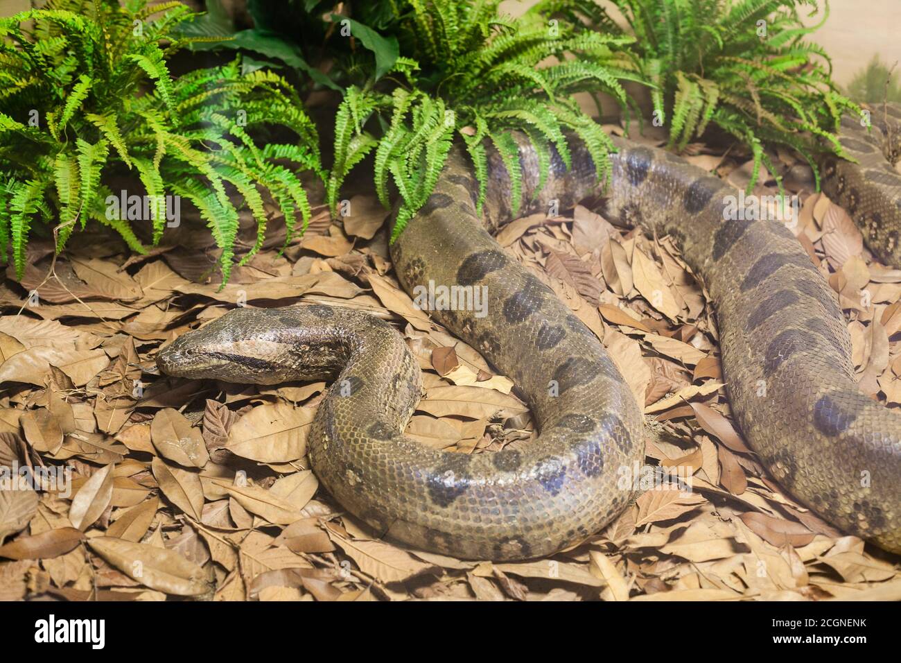 Python tail hi-res stock photography and images - Alamy