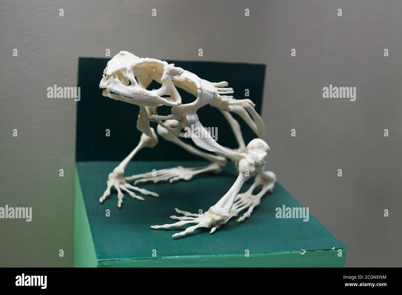 Closeup of a frog skeleton with selective focus Stock Photo
