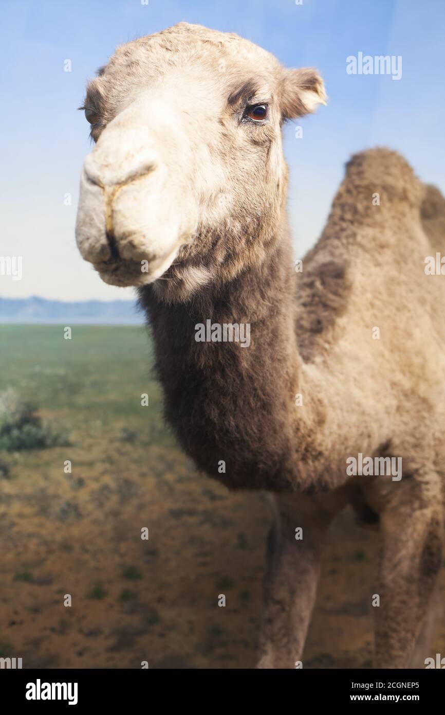 Closeup portrait of stuffed camel Stock Photo