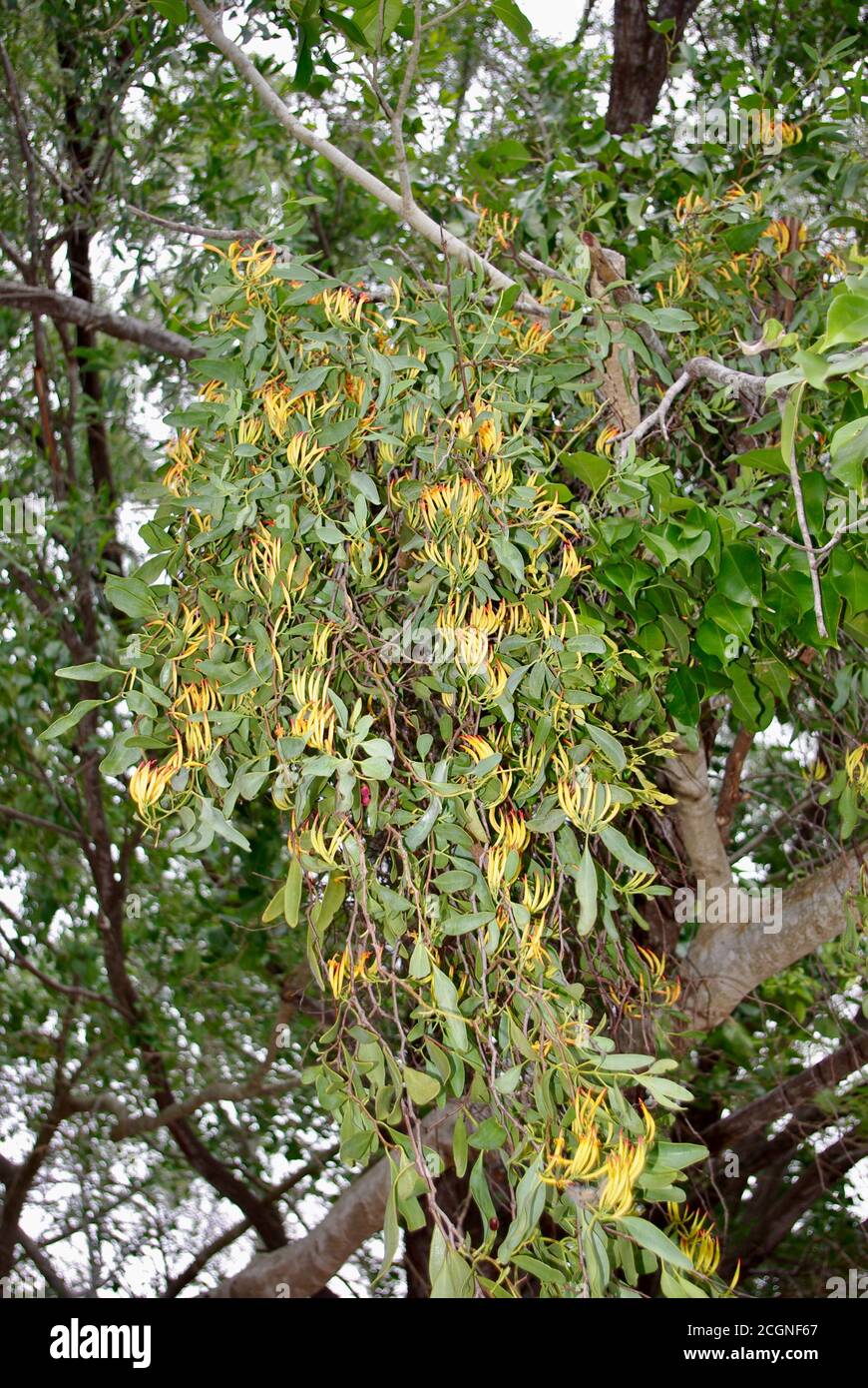 Mistletoe flowering at Woodgate Beach Queensland Stock Photo