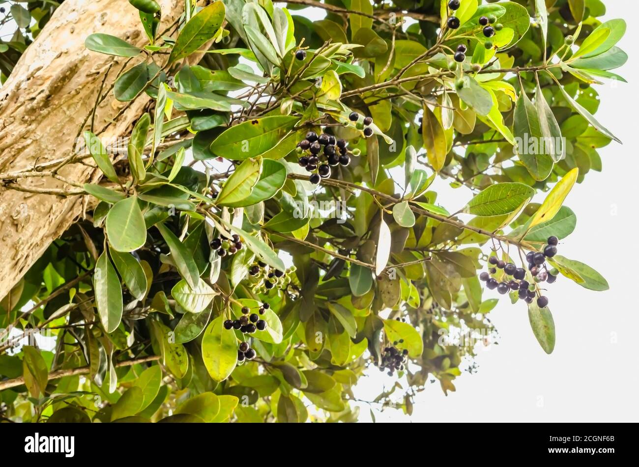 Pimento Plant High Resolution Stock Photography and Images Alamy