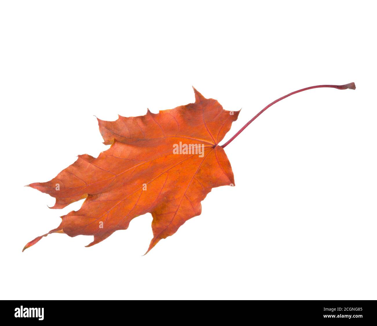 Autumn Maple leaf isolated on white background. Stock Photo