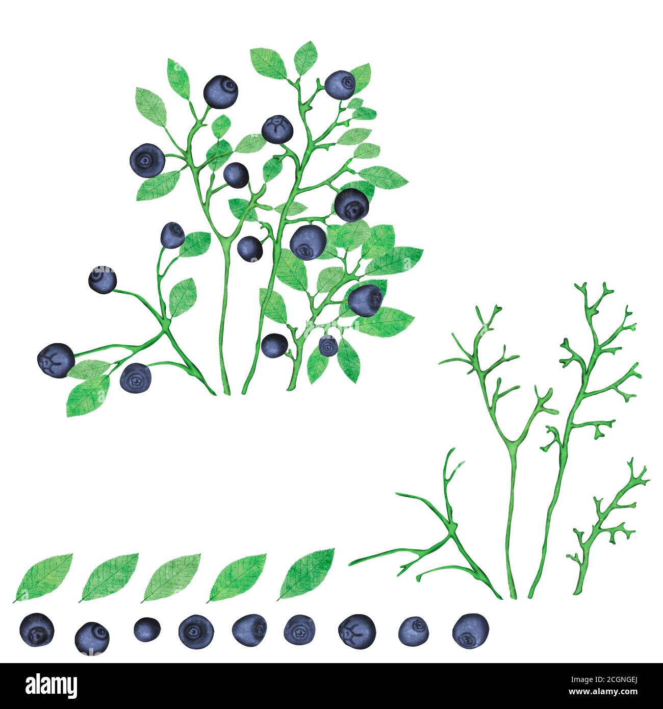 Set of blueberries for design. Gather your bush with berries. Stock Photo
