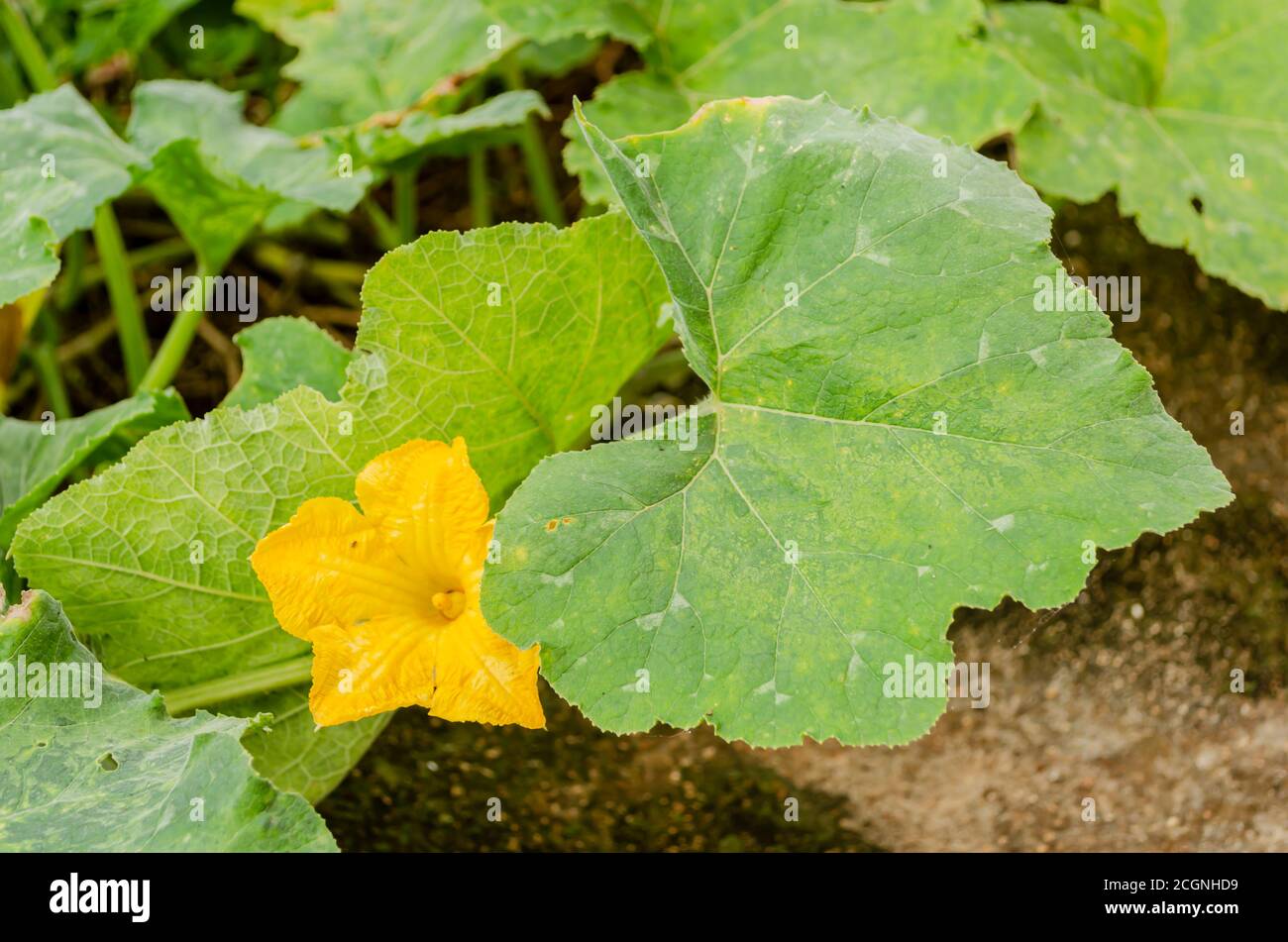 yellow Flowers Of The Kalabasa Pumpkin Vine Stock Photo