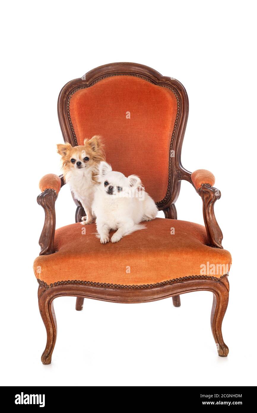 little dogs on chair in front of white background Stock Photo