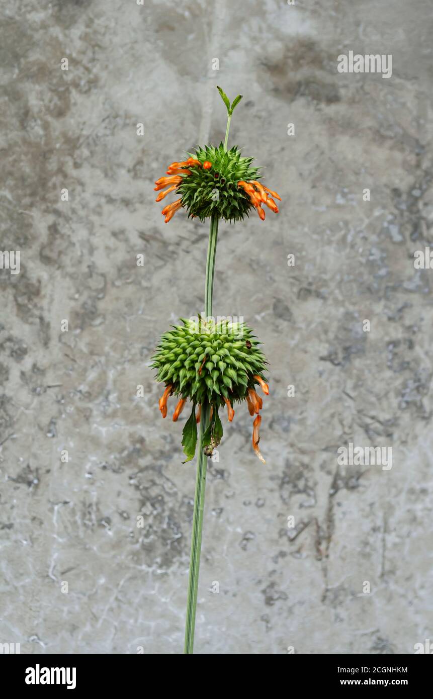 Flowering Leonotis Nepetifolia Plant Stock Photo