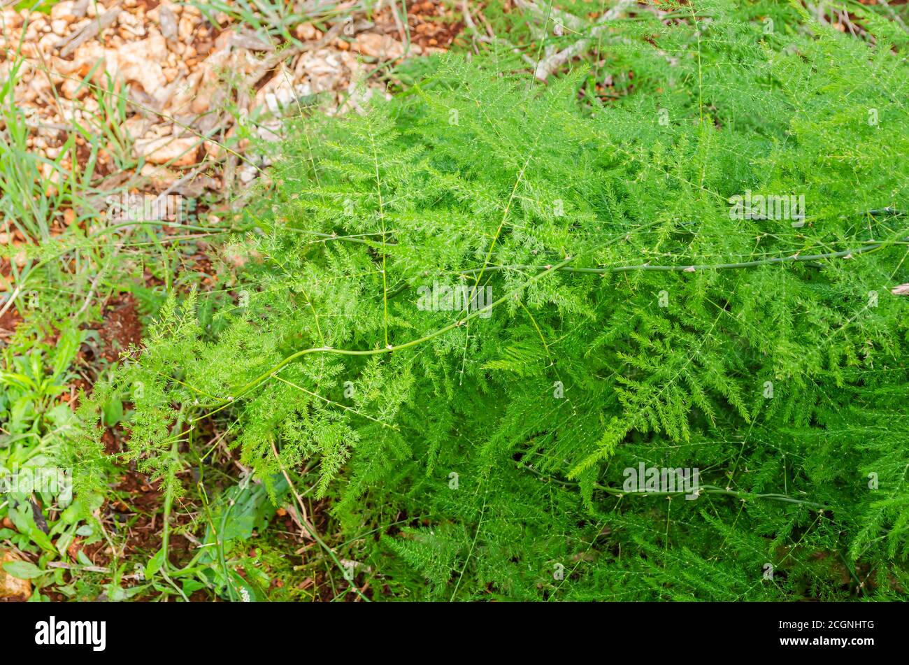 A Cluster Of Asparagus Fern Above The Ground Stock Photo