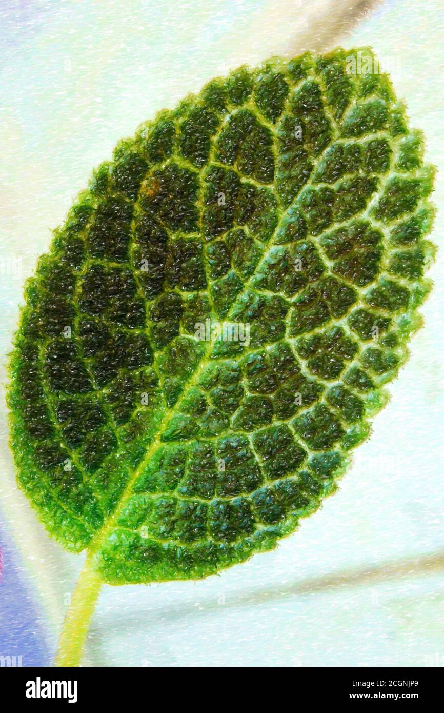Illustration of close up of pink episcia leaf Stock Photo