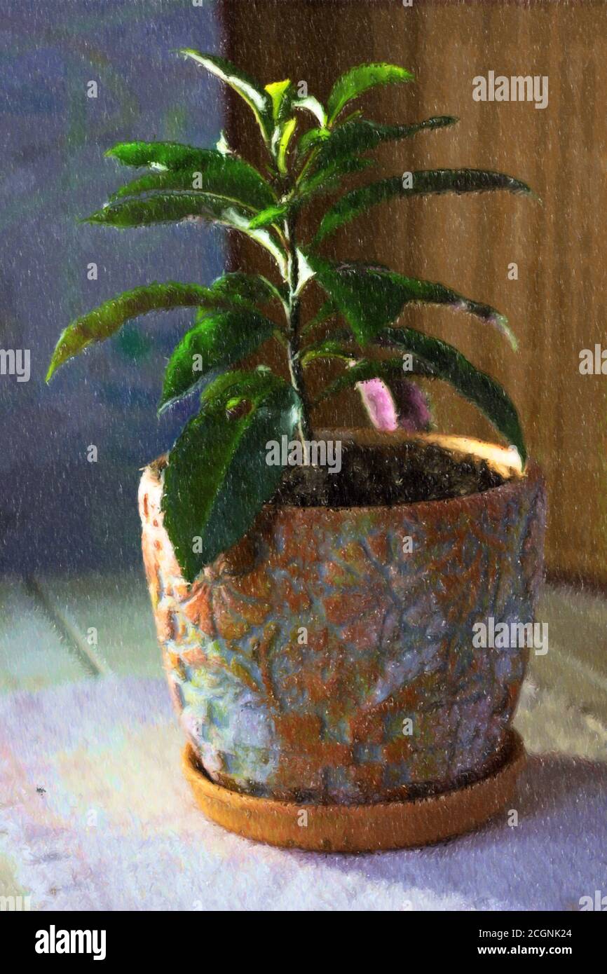Illustration of ardisia plant in clay pot Stock Photo