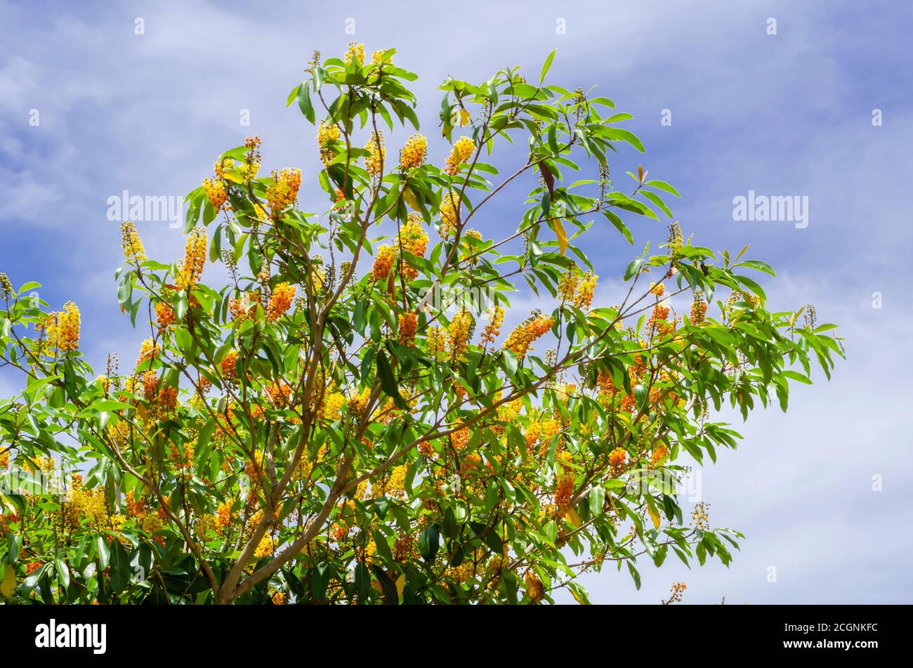 Hogberry (Nanche) Branches With Blossoms Stock Photo
