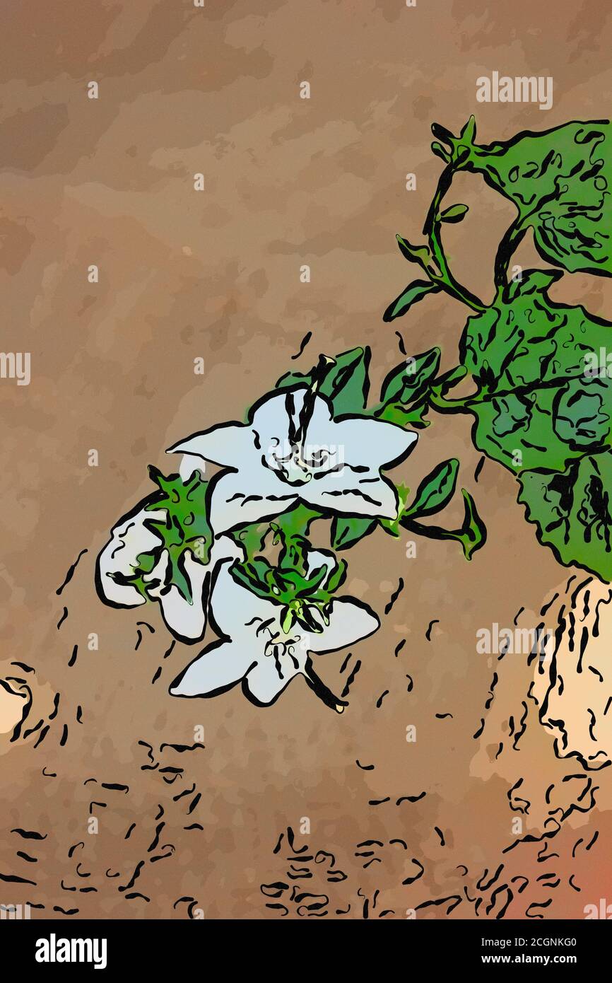Illustration of white campanula isophylla flower on brawn background Stock Photo