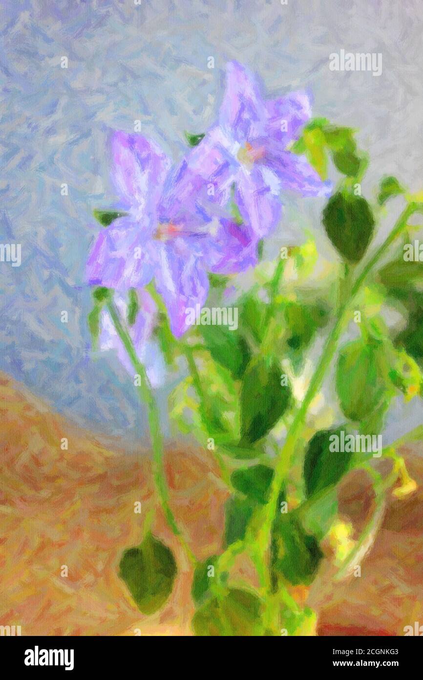 Illustration of blue campanula isophylla flower Stock Photo