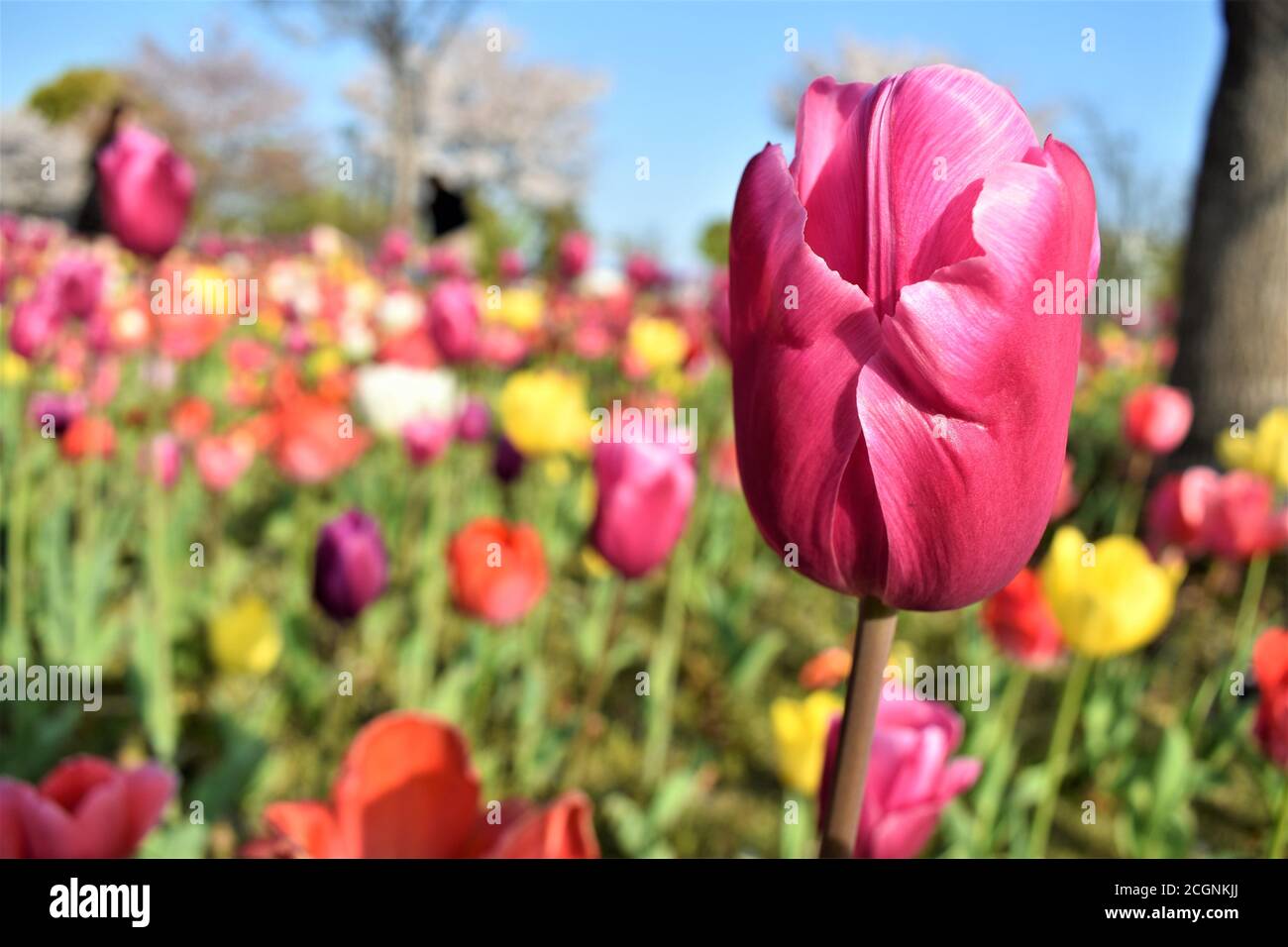A field of beautiful pink, yellow and red tulips that are in full bloom Stock Photo