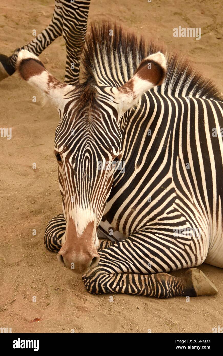 Los Angeles, California, USA 10th September 2020 A general view of atmosphere of Grevy's Zebras at Los Angeles Zoo on September 10, 2020 in Los Angeles, California, USA. Photo by Barry King/Alamy Stock Photo Stock Photo