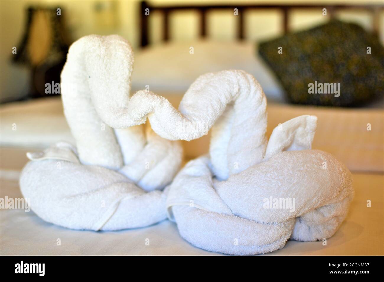 White towel swans are placed on a bed to welcome new guests to a hotel room Stock Photo
