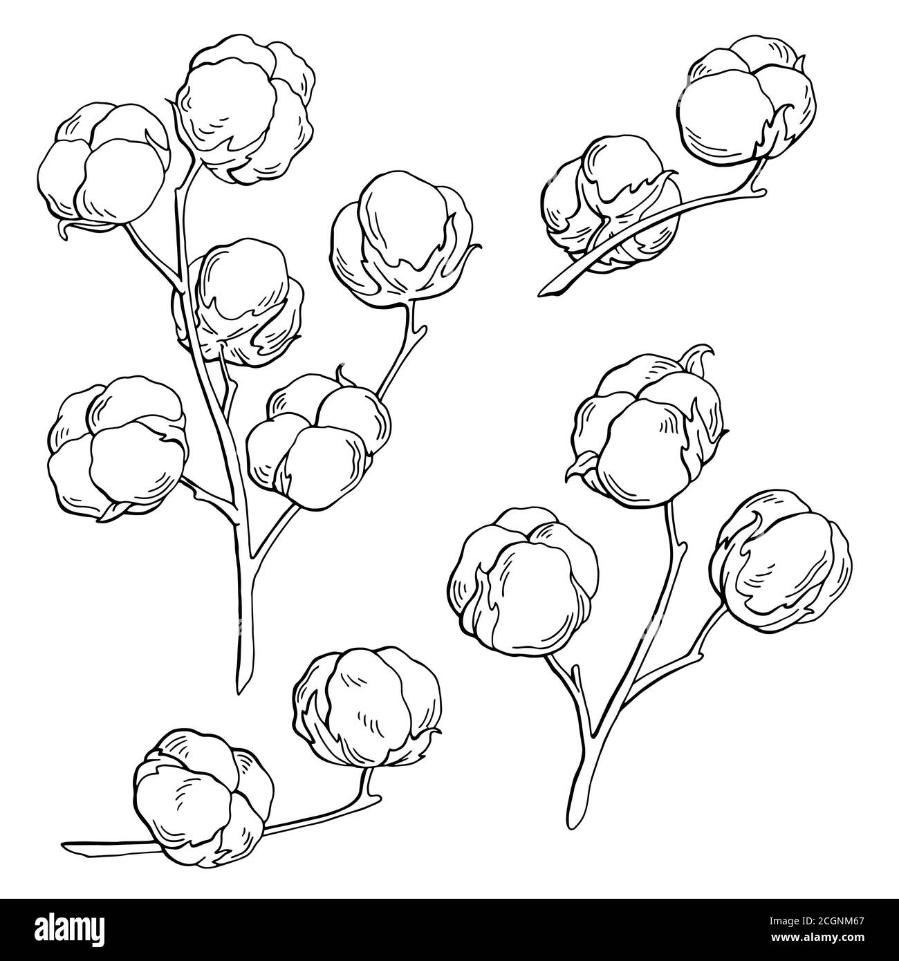 Cotton plant graphic black white isolated sketch illustration vector Stock Vector