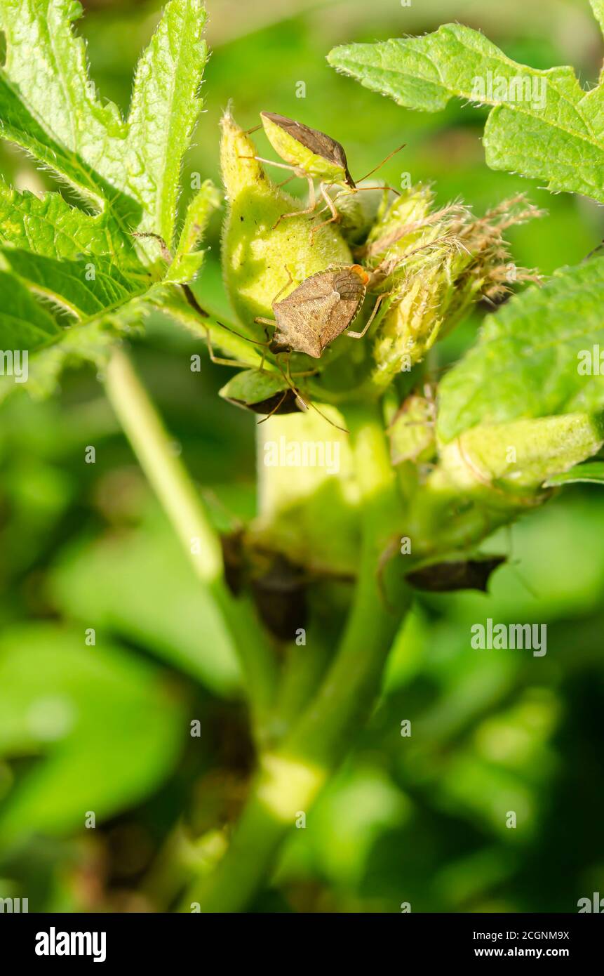 Brown Stink Bugs On Okra Tree Stock Photo Alamy