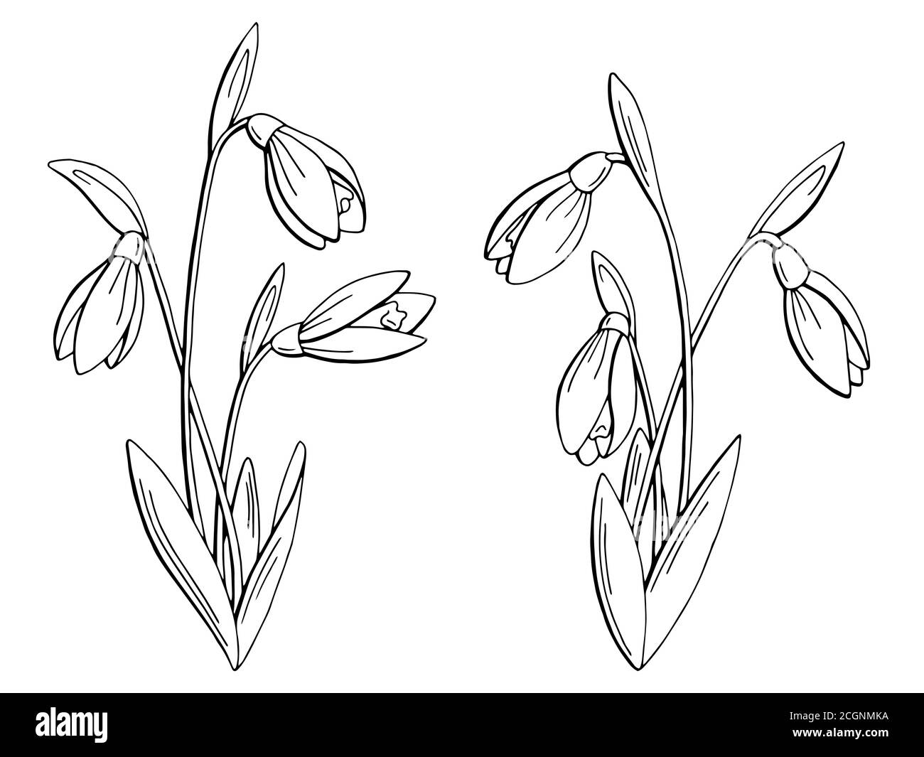 Snowdrop sketch Black and White Stock Photos  Images  Alamy