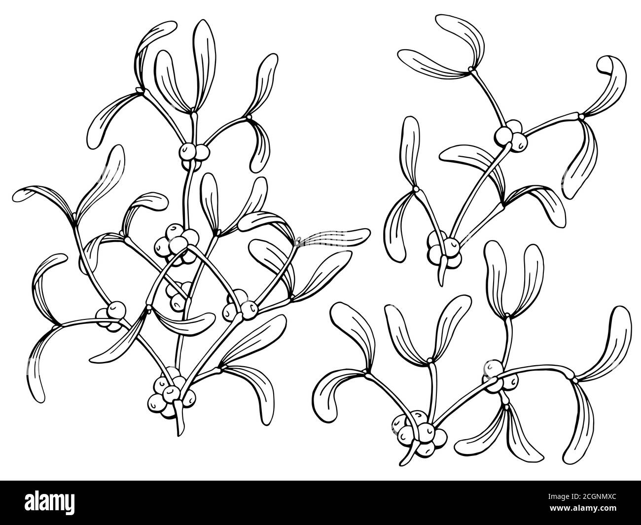 Mistletoe plant Black and White Stock Photos & Images Alamy
