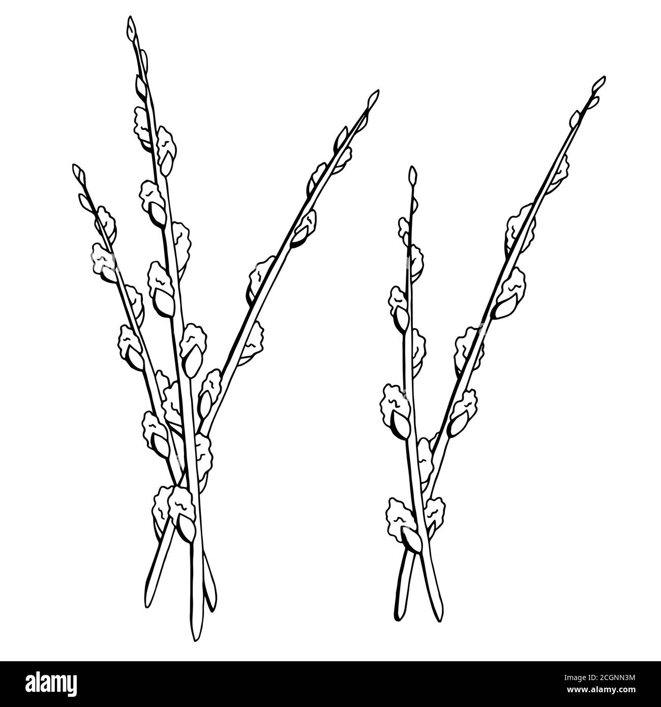 Pussy willow graphic black white isolated sketch illustration vector Stock  Vector Image & Art - Alamy