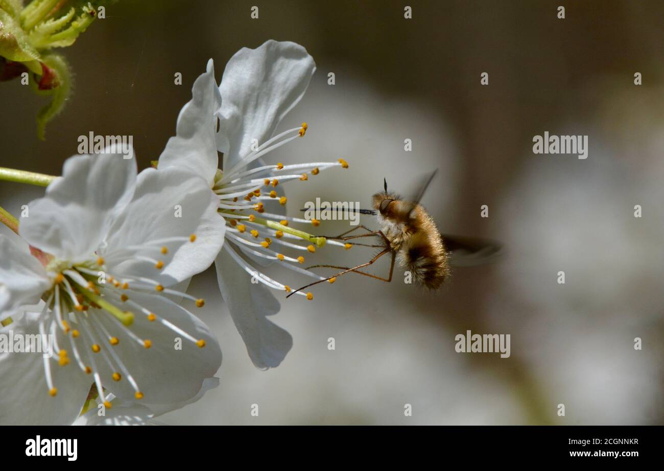 a bee fly feeds on an apple blossom in Germany Stock Photo