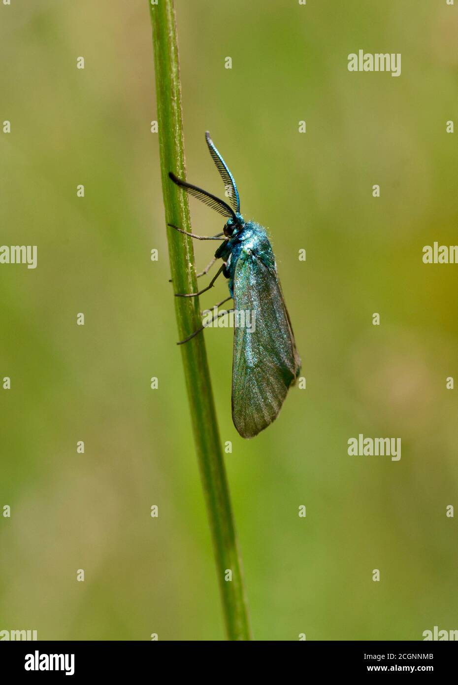 Green forester moth perches on grass in a European meadow Stock Photo