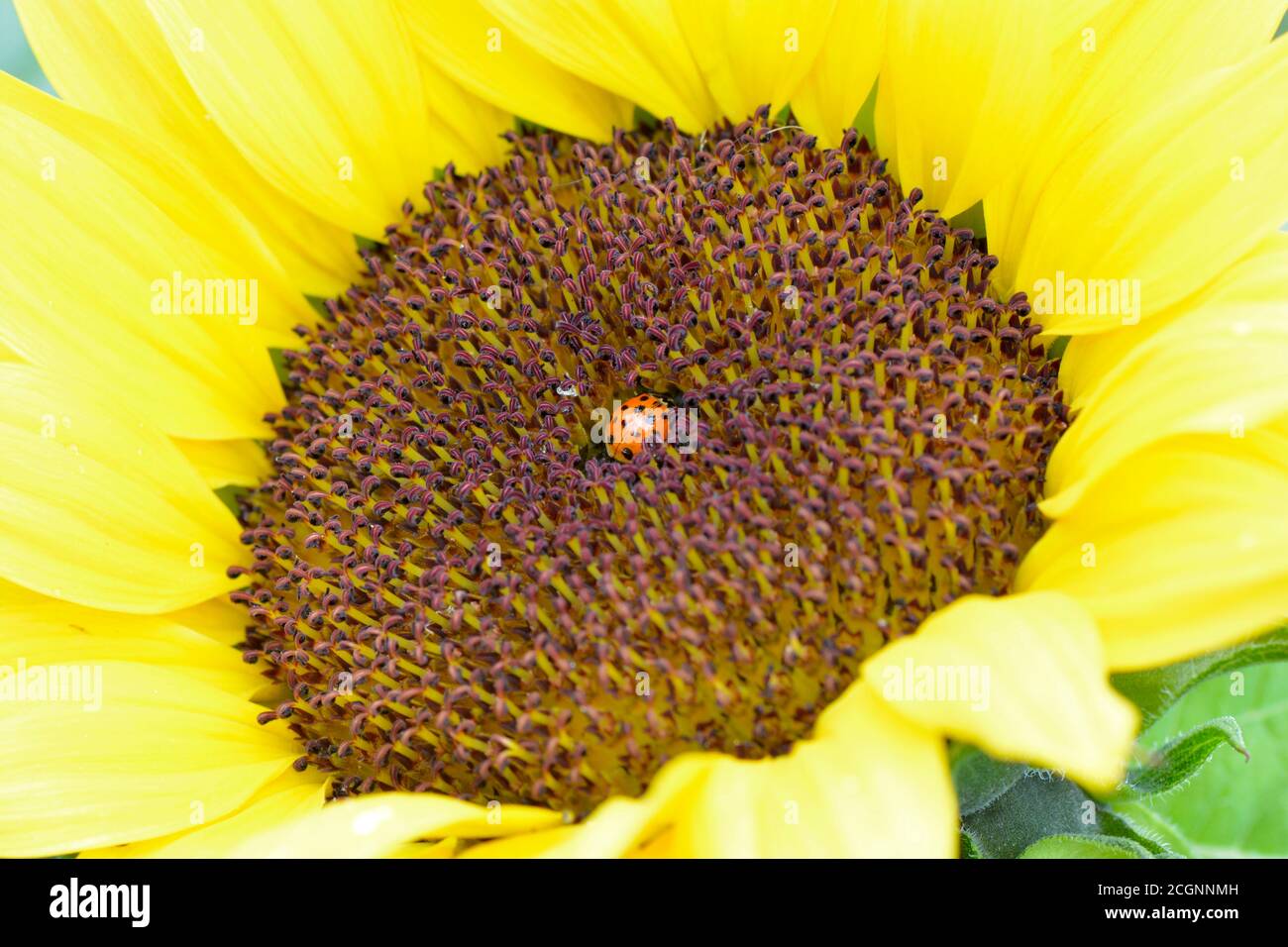 ladybird in the centre of a sunflower bloom Stock Photo