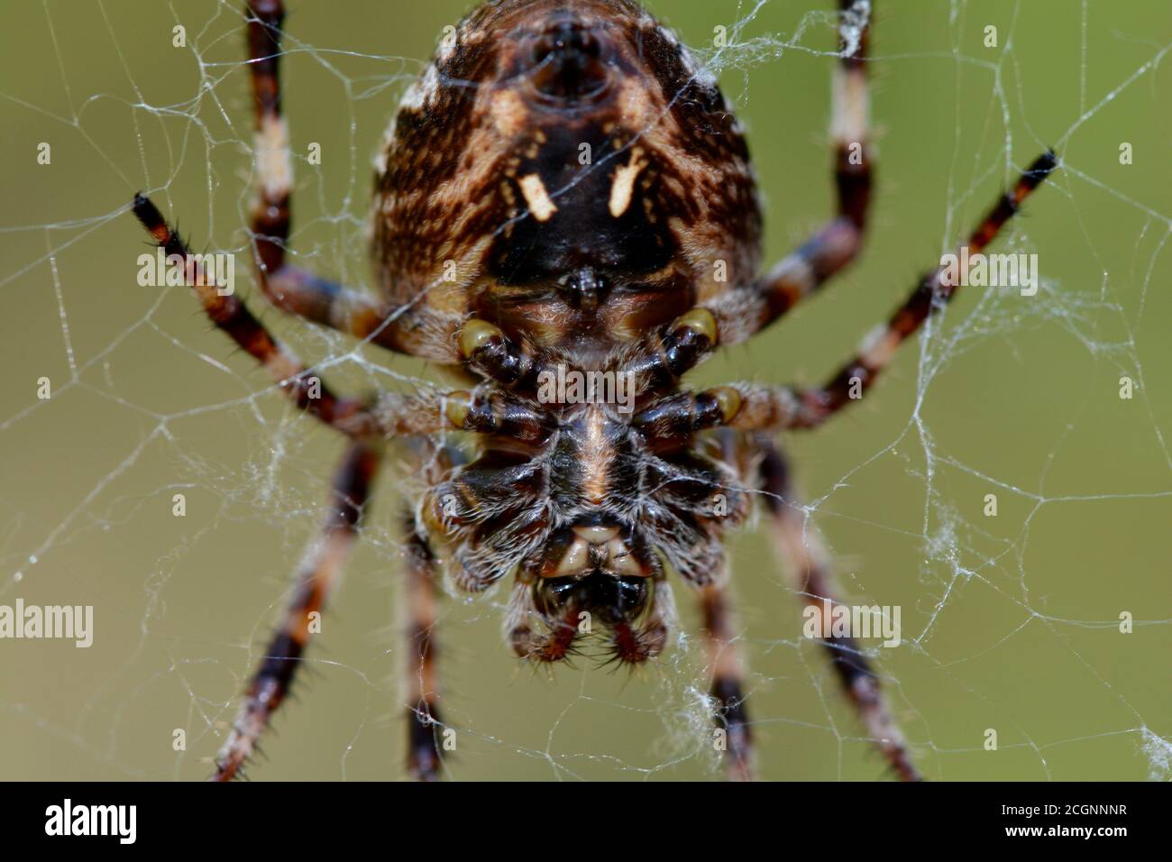 close up of a large garden spider Stock Photo