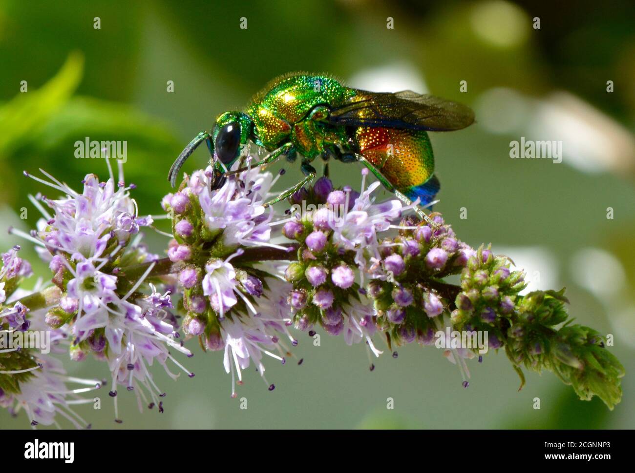 Large cuckoo wasp stilbum cyanurum on a mint flower from the bay of Kotor Stock Photo