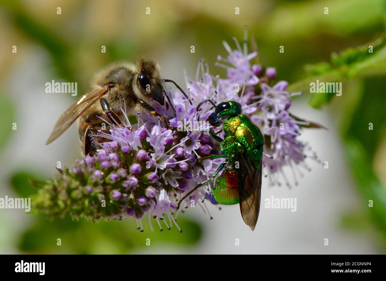 Honey bee and a large cuckoo wasp collecting pollen from a mint flower Stock Photo