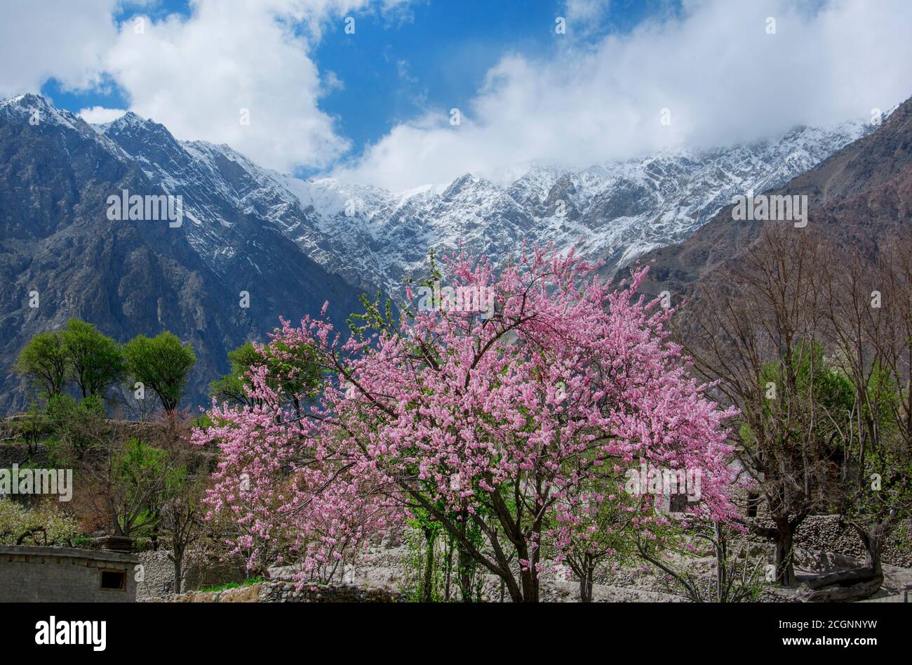 cherry blossom and spring landscape of hunza ,gilgit baltistan