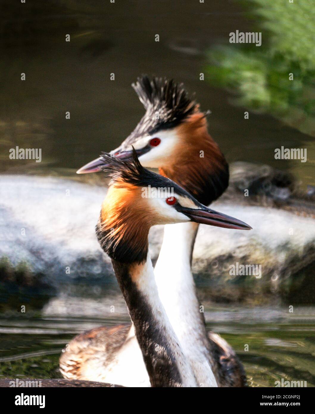 great-crested-grebe-podiceps-cristatus-pair-of-birds-in-breeding