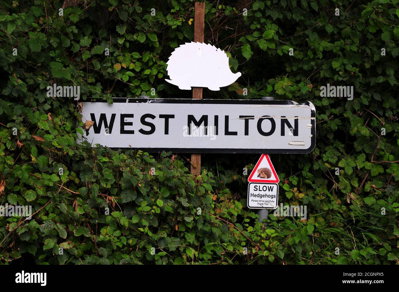 Hedgehog warning signs for motorists in West Milton, Dorset, England Stock Photo